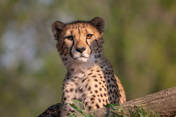 Lying Cheetah portrait with green blurred background. Cheetah (Acinonyx jubatus) is a beautiful spotted cat with black tear-like streaks on the face.