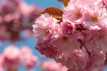 Blooming pink sakura flowers. Close-up Japanese cherry blossoms (Prunus serrulata). Beautiful spring flowers against blue sky.