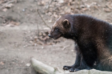 Wolverine sitting on stone. Glutton, carcajou, skunk bear, or quickhatch (Gulo gulo) is furry predator famous for its ferocity.