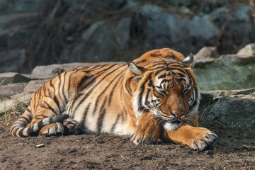 Fototapeta na wymiar Tiger sleeping with head on crossed paws. Malayan tiger (Panthera tigris) lying on the ground with blurred stones in background.