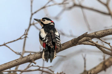 Great spotted woodpecker perching on tree branch against blue sky. Male woodpecker (Dendrocopos...