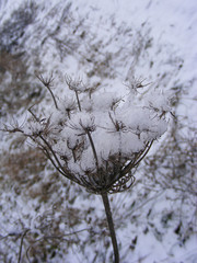 monochrome photo of dry grass in winter snow close up