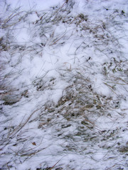 snowy grass close up of winter surface in forest