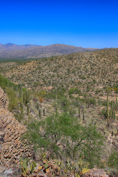 The Saguaro East Rincon Mountain National Park in Tucson, Arizona