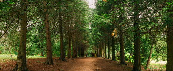 Walkway Lane Path Through Green Thuja Trees In Coniferous Forest © Great Brut Here