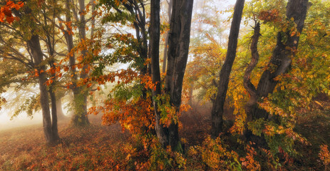 foggy forest. picturesque beech forest. autumn foggy morning