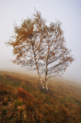 foggy forest. picturesque beech forest. autumn foggy morning