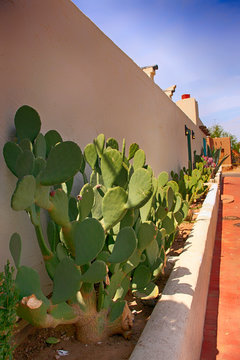 Prickly Pear cacti against a wall in old Las Cruces NM