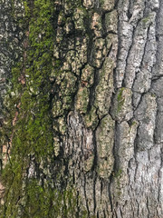 Tree Bark