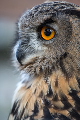 Naklejka premium Owl closeup portrait, of bright eyes face and beak. nature photograph bird of prey hunting with feathers