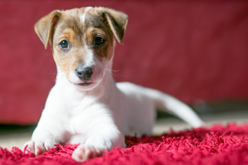 little cute tiny small puppy photo white on red background 