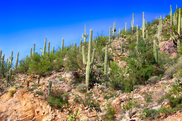 Cacti growing on the lower area of Mount Lemmon in Arizona