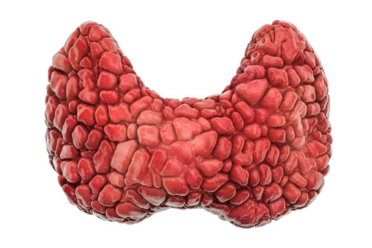 Realistic human thyroid, 3D rendering