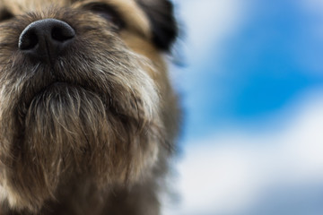 portrait of a dog close up