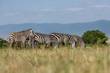 Fototapeta na wymiar Zebras in the campsite of Ngorongoro crater