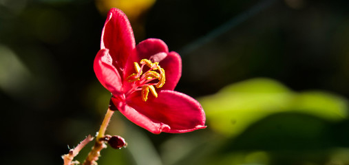 beautiful flowers of sinai close up
