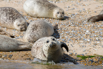 Naklejka premium Seals on the beach in Norfolk, UK
