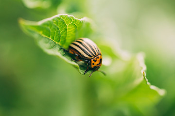 Striped Beetle - Leptinotarsa Decemlineata Is A Serious Pest Of 