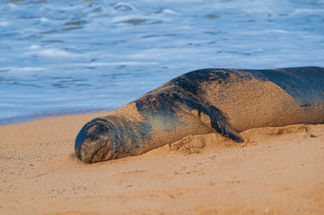 Fototapeta na wymiar Monk seal lying in the sand on a beach on Kauai, Hawaii, USA