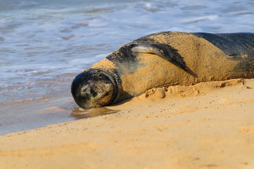 Monk seal lying in the sand on a beach on Kauai, Hawaii, USA