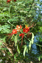 beautiful flowers of sinai close up