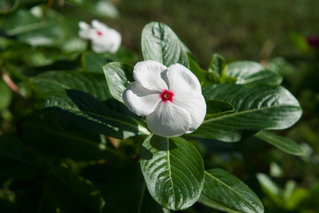 beautiful flowers of sinai close up