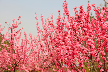 Peach blossoms in the park