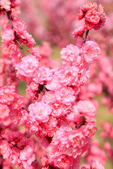 Peach blossoms in the park