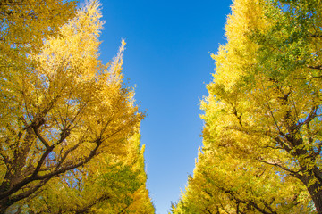 Fototapeta premium イチョウ並木 青空