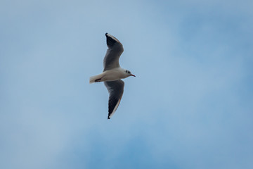 A seagull flying in the blue sky