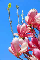 Magnolia in blue sky background