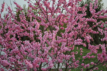  spring with pink flowers in the garden