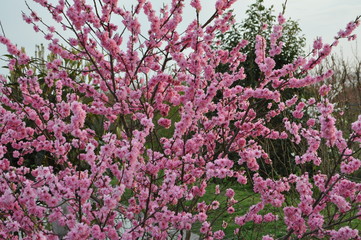 Obraz premium spring with pink flowers in garden