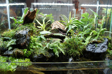 Aquascape design in small glass aquarium displayed for public. 
