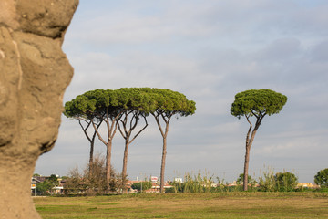 The Pines Of Rome, Also known As Pinus Pinea and Stone Pines Around Rome Italy at Vaious Times...