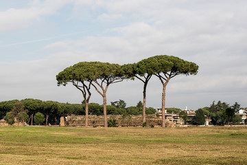 The Pines Of Rome, Also known As Pinus Pinea and Stone Pines Around Rome Italy at Vaious Times During The Day and Night.