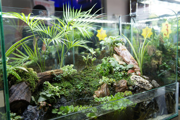 Aquascape design in small glass aquarium displayed for public. 