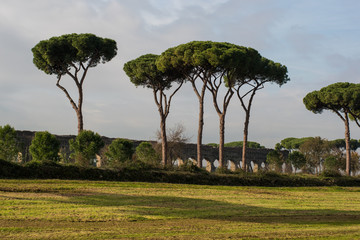 The Pines Of Rome, Also known As Pinus Pinea and Stone Pines Around Rome Italy at Vaious Times...