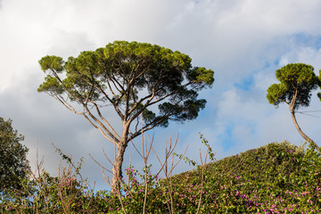 The Pines Of Rome, Also known As Pinus Pinea and Stone Pines Around Rome Italy at Vaious Times During The Day and Night.
