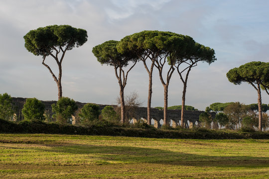The Pines Of Rome, Also known As Pinus Pinea and Stone Pines Around Rome Italy at Vaious Times During The Day and Night.