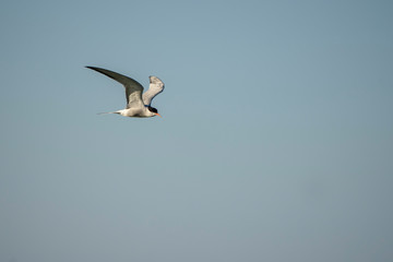 common tern