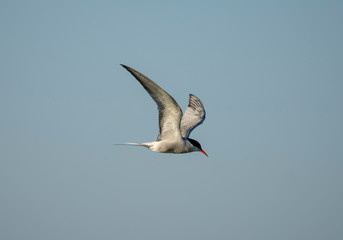 common tern