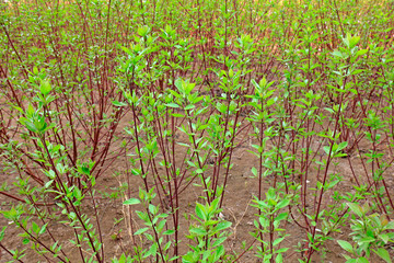 Cornus alba in a garden