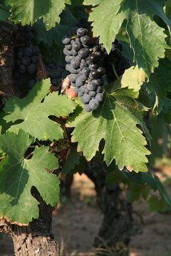 primitivo