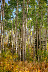Aspens