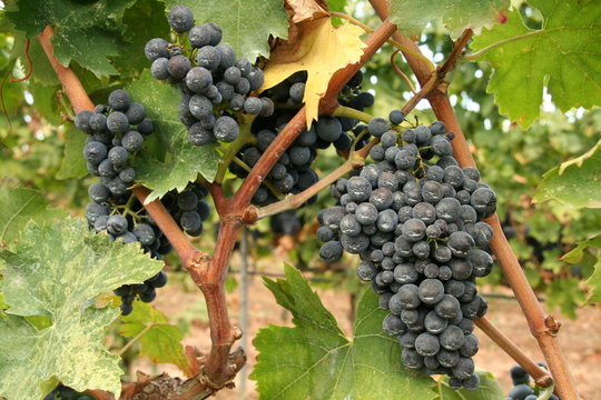 montepulciano grape