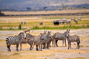 Fototapeta na wymiar zebraherde mit anderen tieren ngorongoro krater