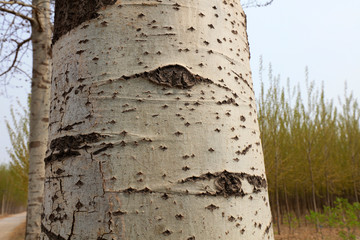 scar on the trunk of Populus tomentosa