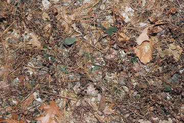 brown leaves and pine needles