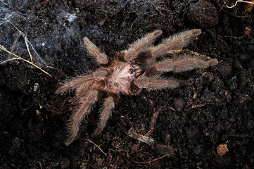 Vogelspinne von den Phillipinen (Orphnaecus sp. Cebu) - tarantula 